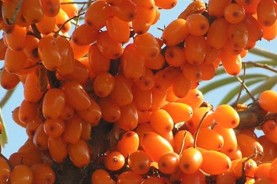 Buckthorn Oil