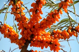 Sea Buckthorn Oil